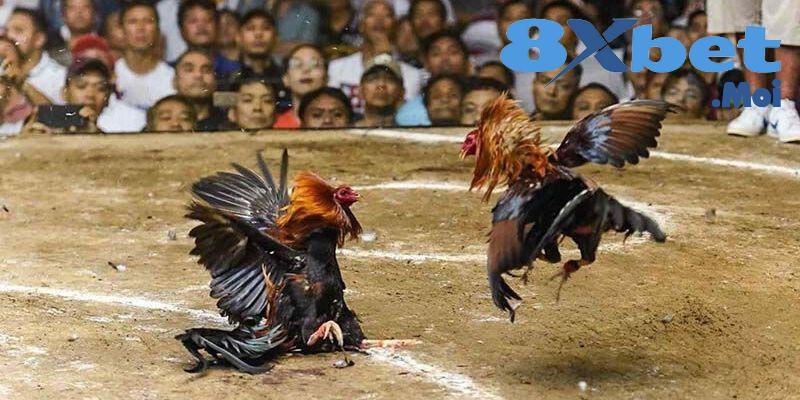 Đá Gà 8XBET - Game Giải Trí Online Đẳng Cấp Cho Bet Thủ 2 Đá gà tại nhà cái 8XBET nhiều giải đấu hấp dẫn